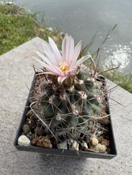 Preview: Thelocactus tulensis
